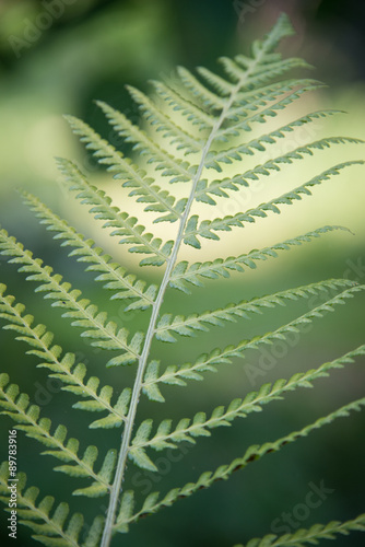 Fresh green fern leaf