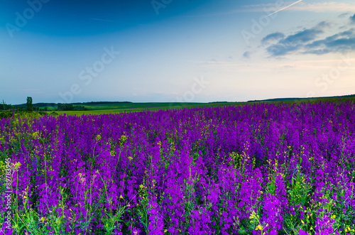 purple flower field in the night.