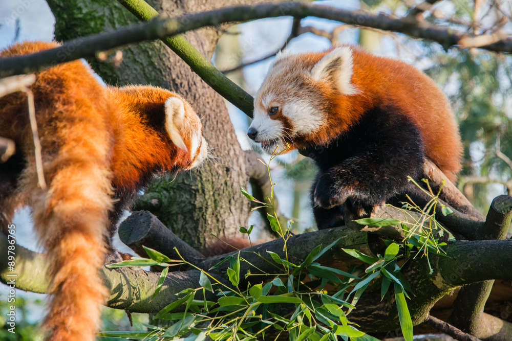 Fototapeta premium A close up of two red pandas in a tree