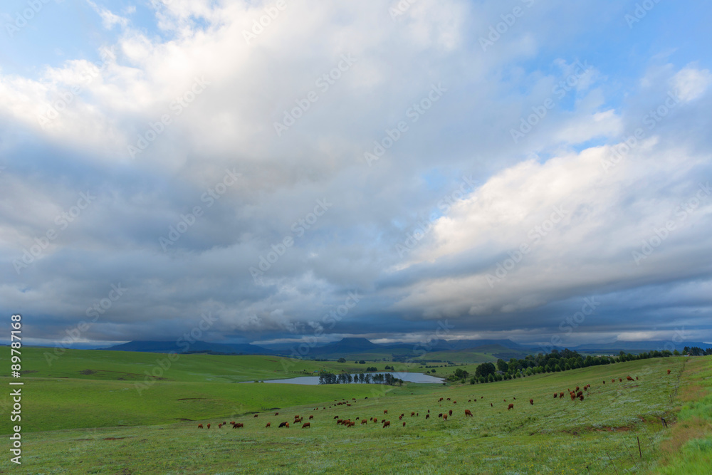 Fototapeta premium Cattle on green pastures