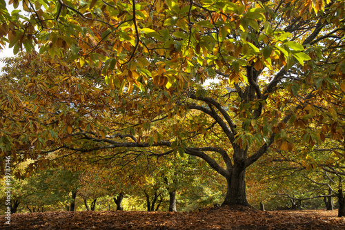 Hermoso bosque de castaño en la estación del otoño photo