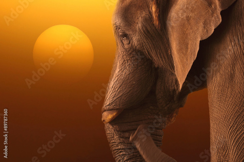 wizerunek-slonia-przy-wschodzie-slonca