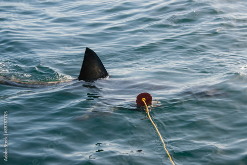 Great white shark (Carcharodon carcharias) in Gansbaai, South Africa photo