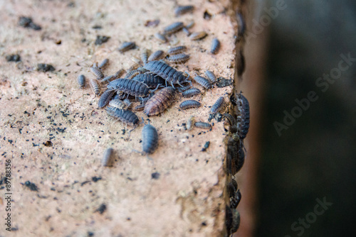 Woodlice on a brick in a garden, UK