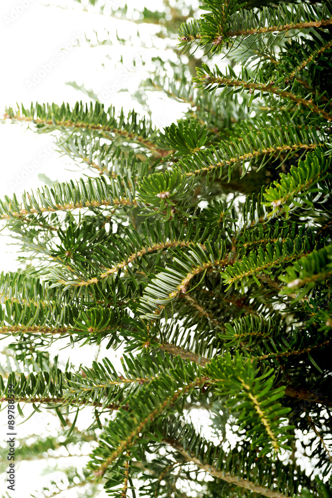 Undecorated christmas tree bunches Undecorated christmas tree bunches