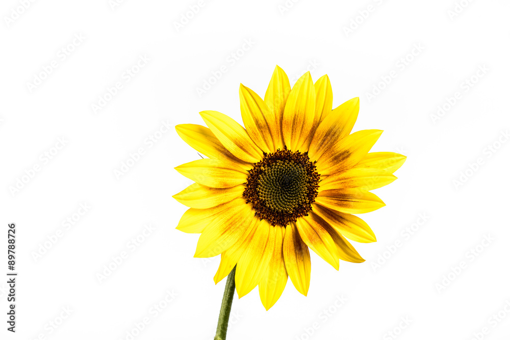 Fototapeta premium Ornament Sunflower. Sunflower isolated on white background.