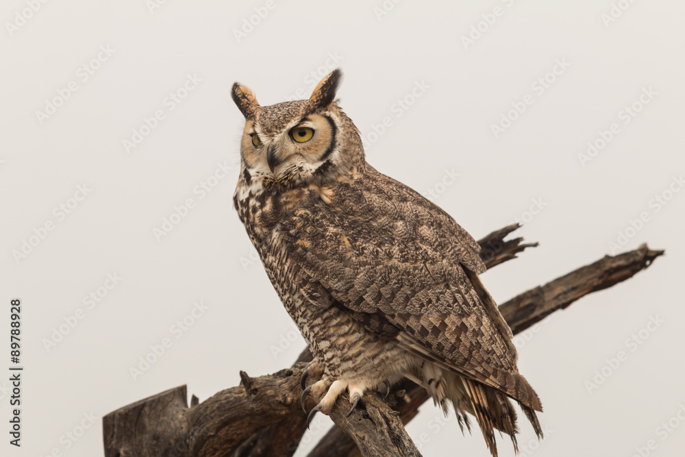 Obraz premium Great Horned Owl