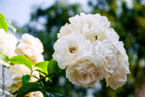 White roses on a branch in group outdoors garden