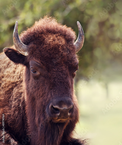 Closeup potrait of American Bison