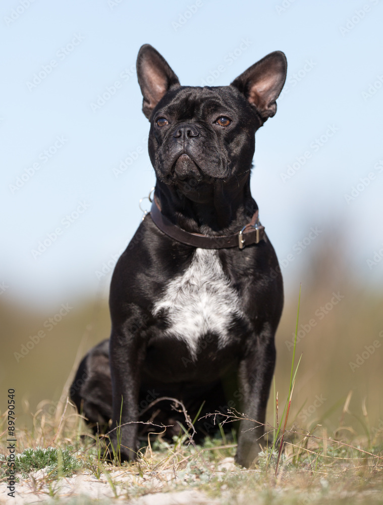 French bulldog outdoors in nature
