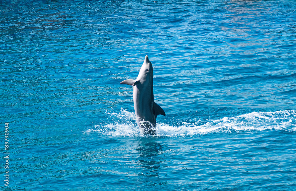 Obraz premium Dolphin jumping above blue water
