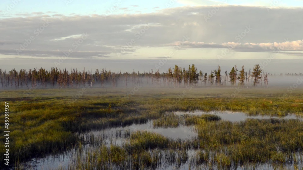 zooming video mist at sunrise over the marsh in the Siberian taiga, the Yamal Peninsula