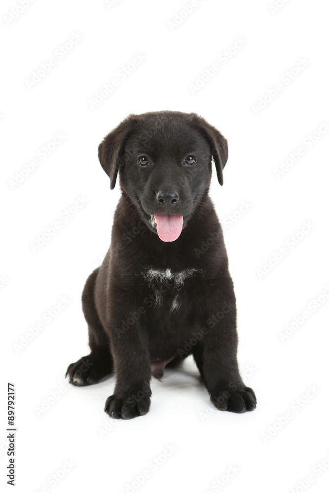 Beautiful black labrador puppy sitting, isolated on a white