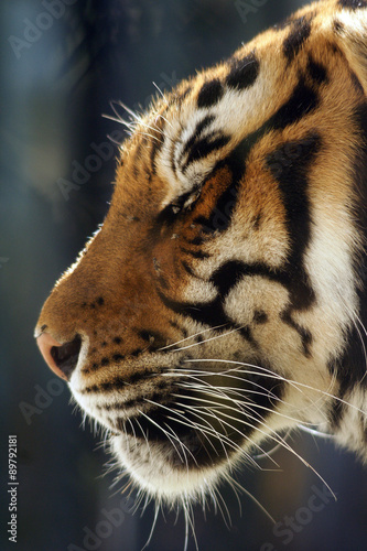 Grandes felinos cabeza de tigre