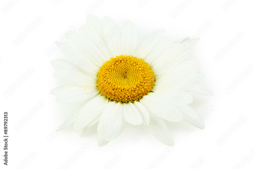 Chamomile flower isolated on a white