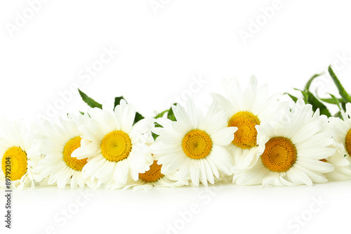 Bouquet of chamomile flowers on a white background