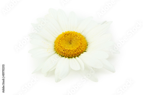 Chamomile flower isolated on a white © 5second
