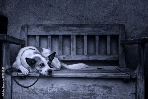 sad dog tied up by a bench #89792545