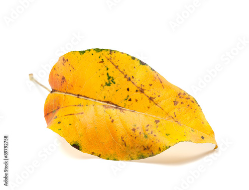 Yellowed autumn leaf on white background