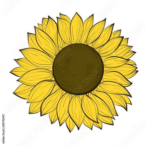 beautiful sunflower isolated on a white background