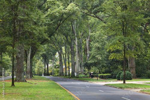 Queens Road West in Myers Park in the summer with tall Willow Oaks
