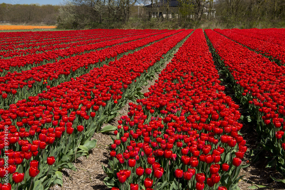 Red tulip Culture,  Netherlands