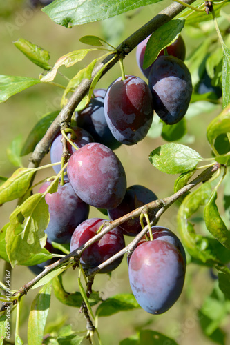 Mature fruits of plum house (Prunus domestica L.)