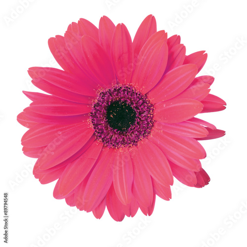 Gerbera Flower Isolated on White Background