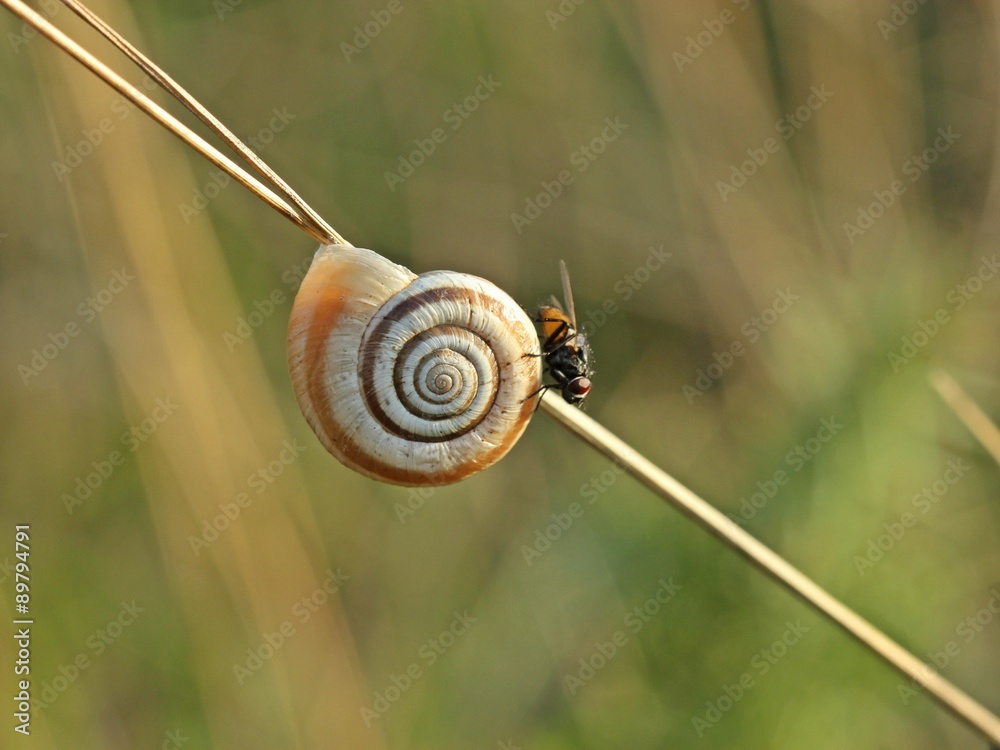 Westliche Heideschnecke mit Fliege Westliche Heideschnecke mit Fliege