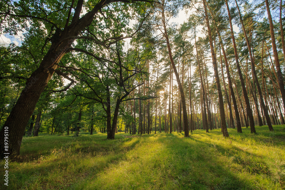 Fototapeta premium лес