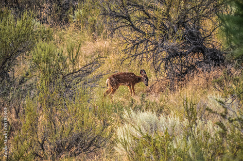 Fawn