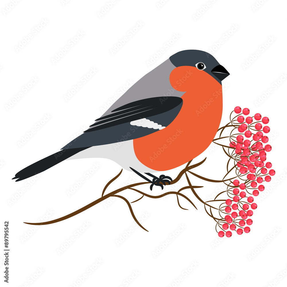 Bullfinch isolated on white vector. Sitting at a rowanberry Bullfinch isolated on white vector. Sitting at a rowanberry