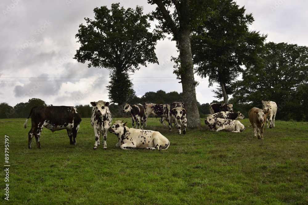 Fototapeta premium Vache de temps pour le troupeau en région Normandie, France