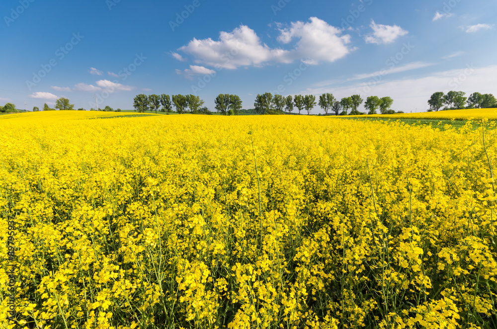 Rapeseed field with a row of trees in the background on a sunny afternoon