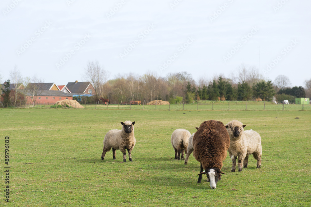 Sheep in Holland Sheep in Holland