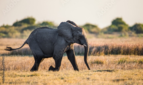 Elephant runs. Botvana. Africa. An excellent illustration. Dynamics.
