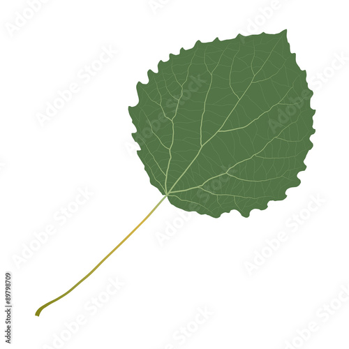 aspen leaf