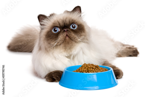 Fototapeta Naklejka Na Ścianę i Meble -  Young persian seal colourpoint cat with a blue bowl of cat food