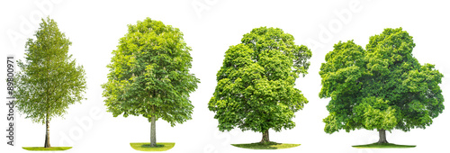 Collection of green trees maple, birch, chestnut. Nature objects