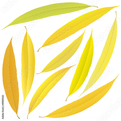 autumn willow leaves