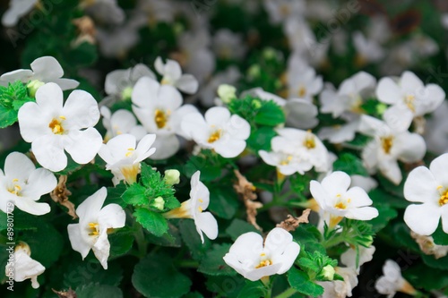 Snowstorm White Bacopa Vigorous