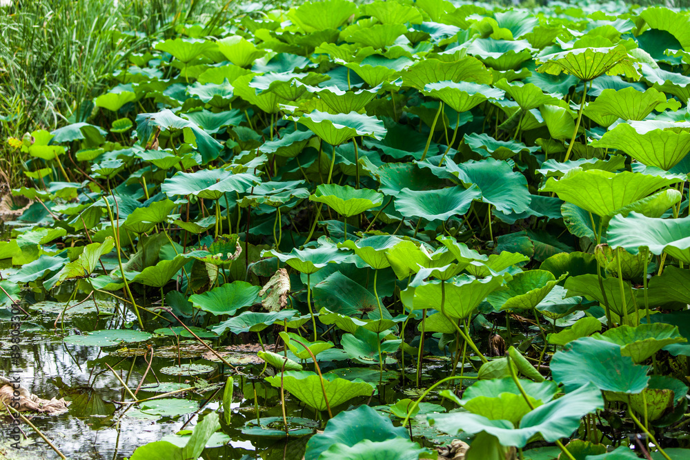 Lotus