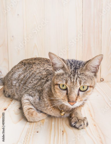 cat on wood background