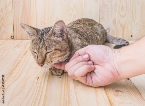 cat and human hand  on wood background