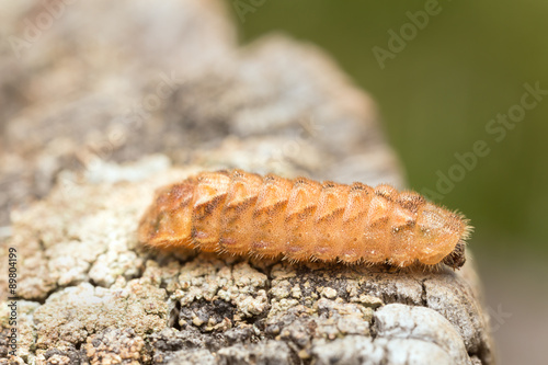 Purple hairstreak, Favonius quercus larva on wood photo