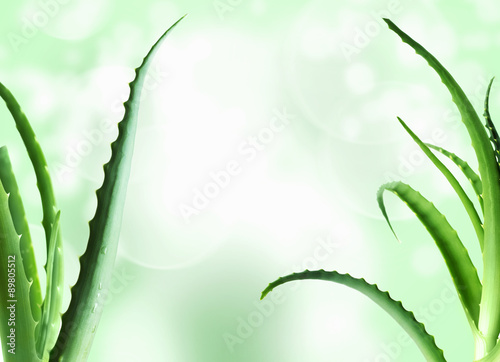 aloe vera leaves  background