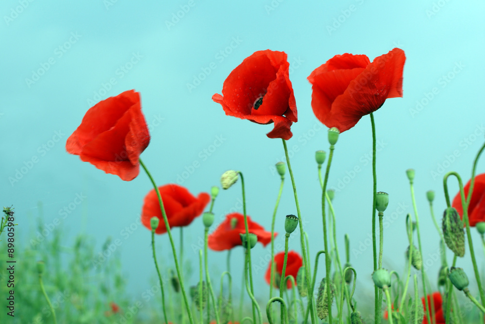 Obraz premium Krajobraz maków