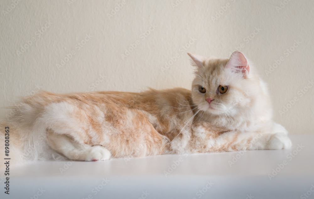 Brown Persian Cat Brown Persian Cat