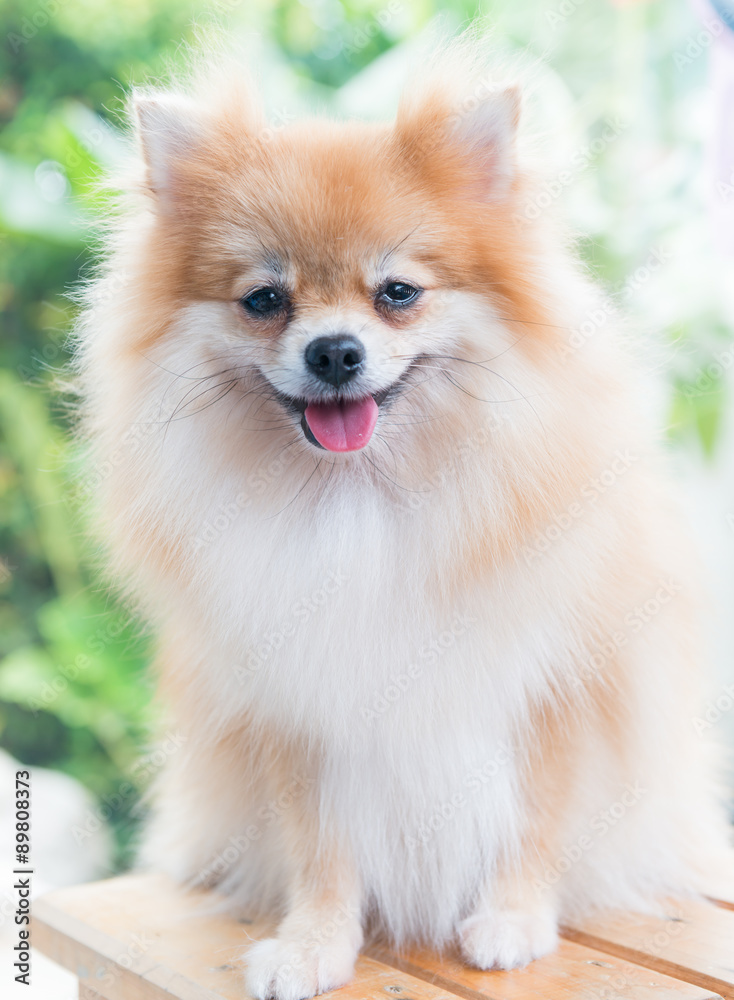 Cute brown pomeranian dog Cute brown pomeranian dog