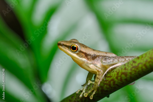 Tree Frog on tropical forest